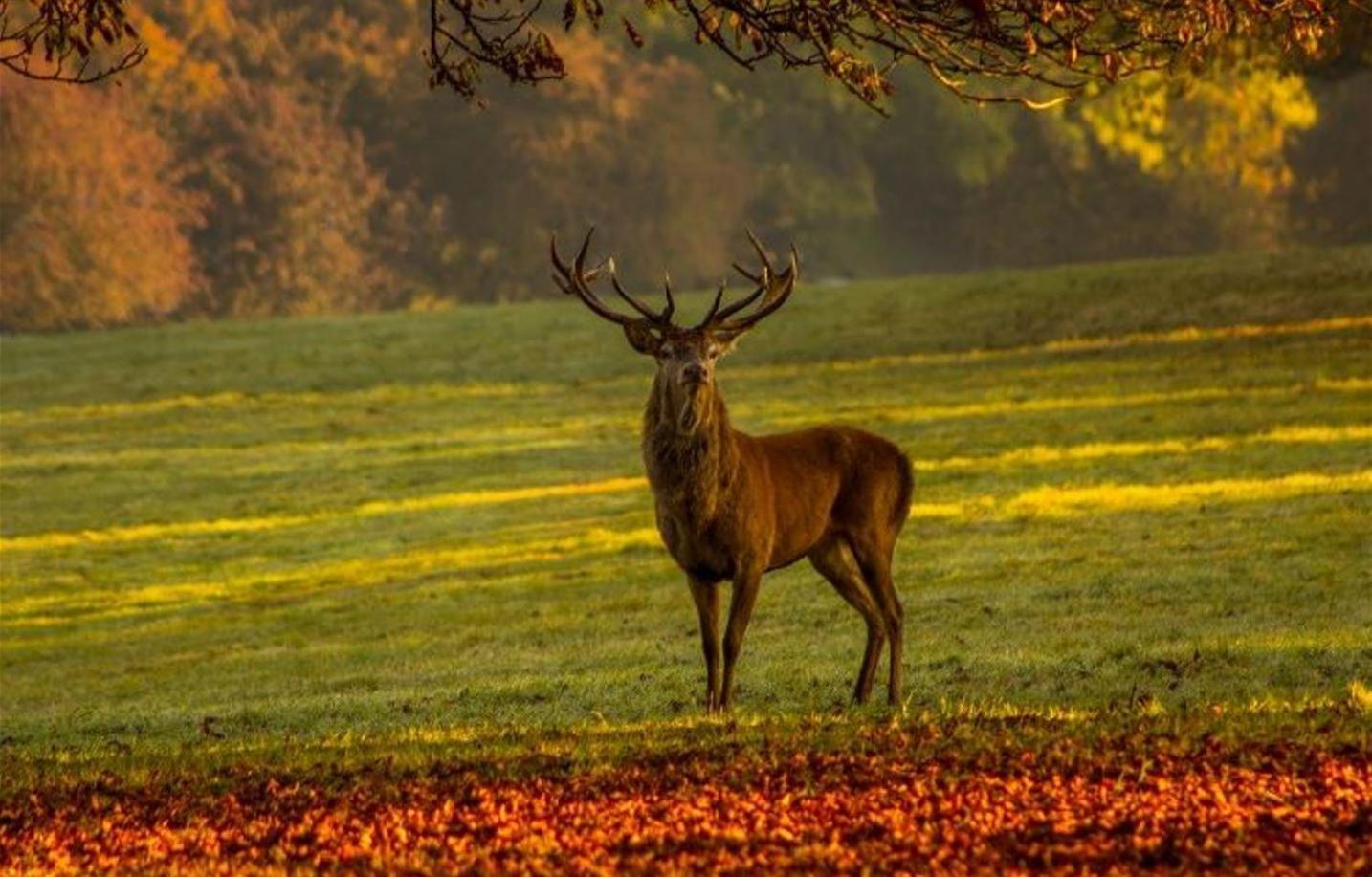 Gite Ker Sologne Chambord Huisseau-sur-Cosson Kültér fotó